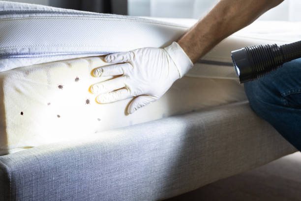 Best Cockroach Control Services  in Willmar, MN