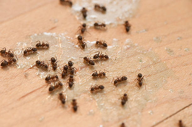 Wasp Removal Services in Willmar, MN
